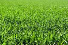 Tussen de lijnen en het lange gras