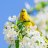 Lente